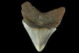 3.78" Fossil Megalodon Tooth - North Carolina - #131576-2